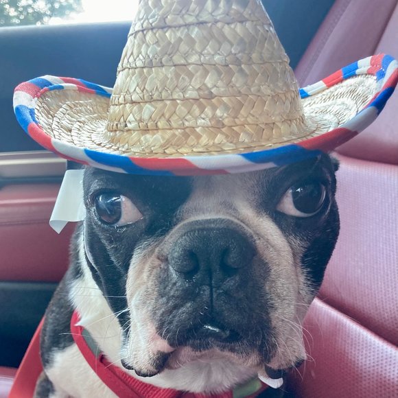 Meet your Posher, Doll - Picture 5 of 16